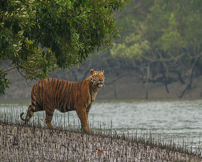 Travel Bangladesh : Visit Sundarbans and Other Tourist Spots of Khulna ...